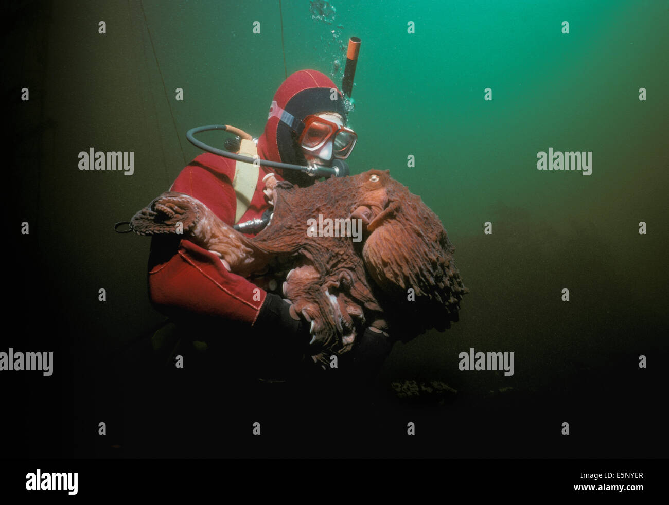 Diver interagit avec la pulpe géante (Octopus dofleini), l'île de Vancouver, Colombie-Britannique (Canada) - Océan Pacifique Nord Banque D'Images
