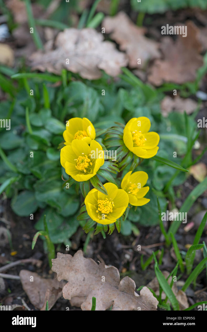 Eranthis hyemalis Aconit d'hiver : Banque D'Images