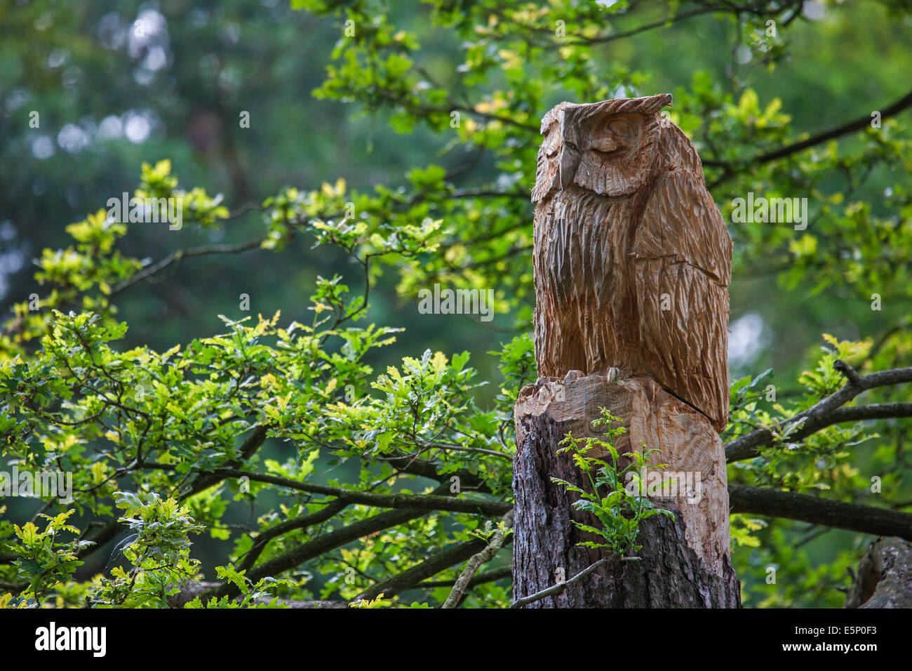 Hibou sculpté en bois de chêne français (Quercus robur) Banque D'Images