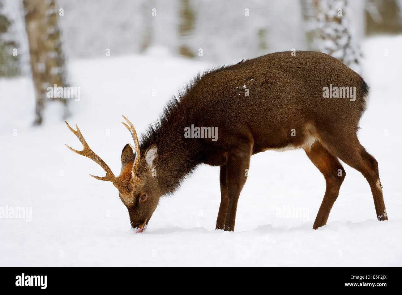 Cerf sika japonais ou Japonais Deer (Cervus nippon nippon), homme en hiver Banque D'Images