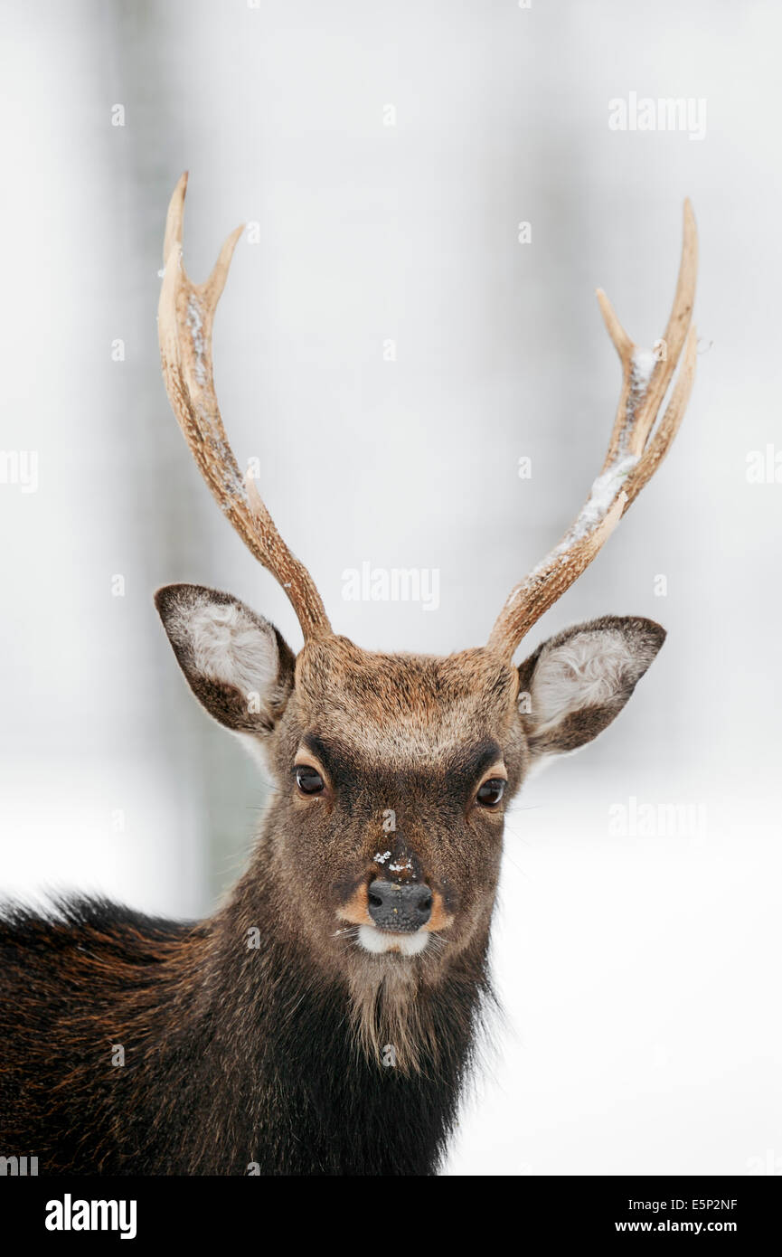 Cerf sika japonais ou Japonais Deer (Cervus nippon nippon), homme en hiver Banque D'Images