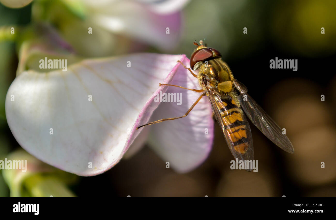 Hoverfly sur sweat pea flower Banque D'Images