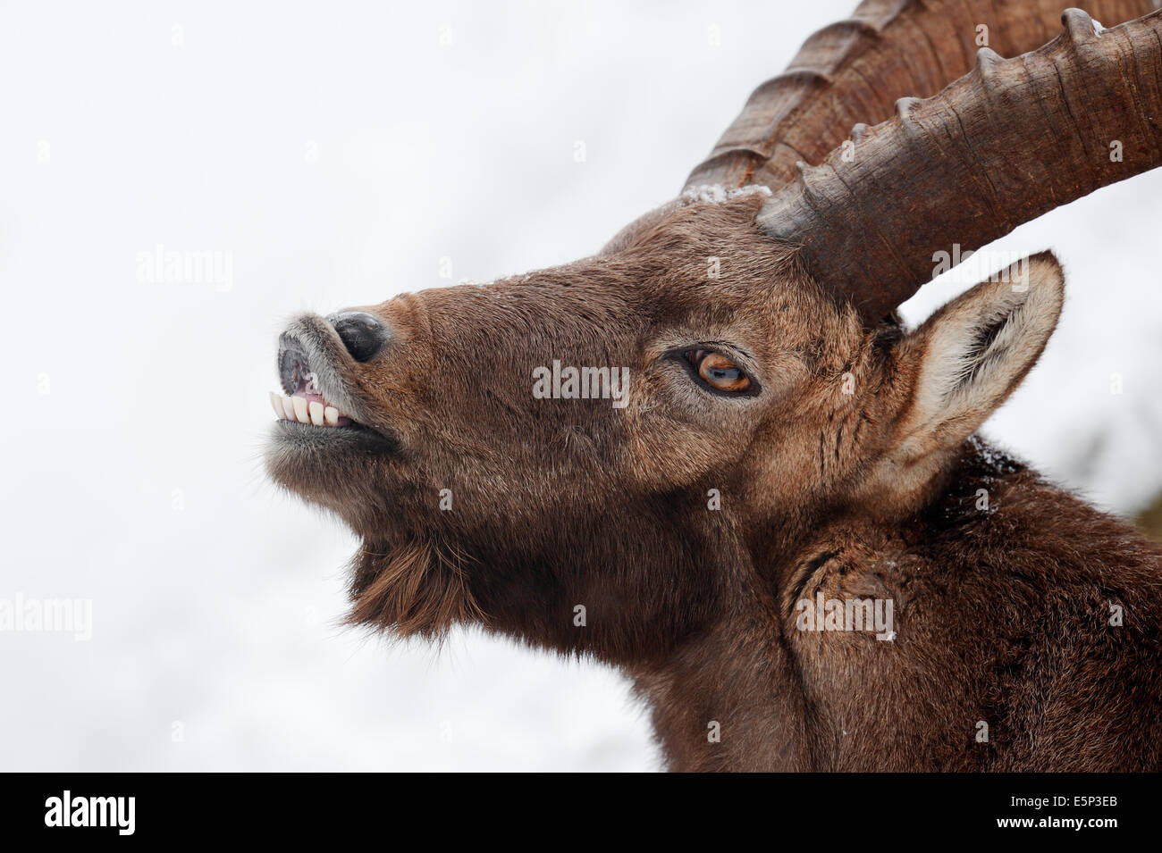 Bouquetin des Alpes (Capra ibex), homme en hiver Banque D'Images