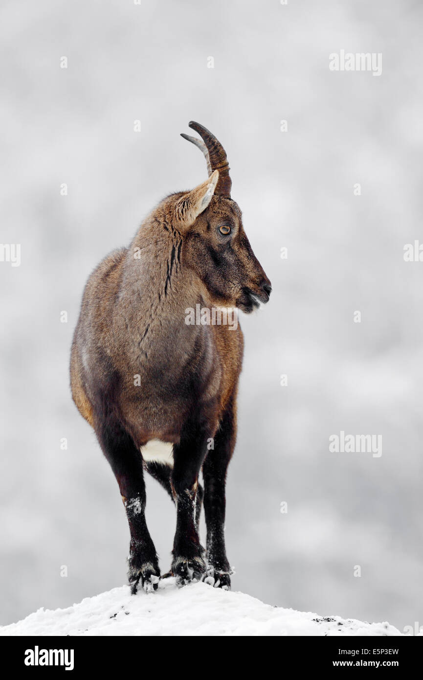 Bouquetin des Alpes (Capra ibex), femme en hiver Banque D'Images