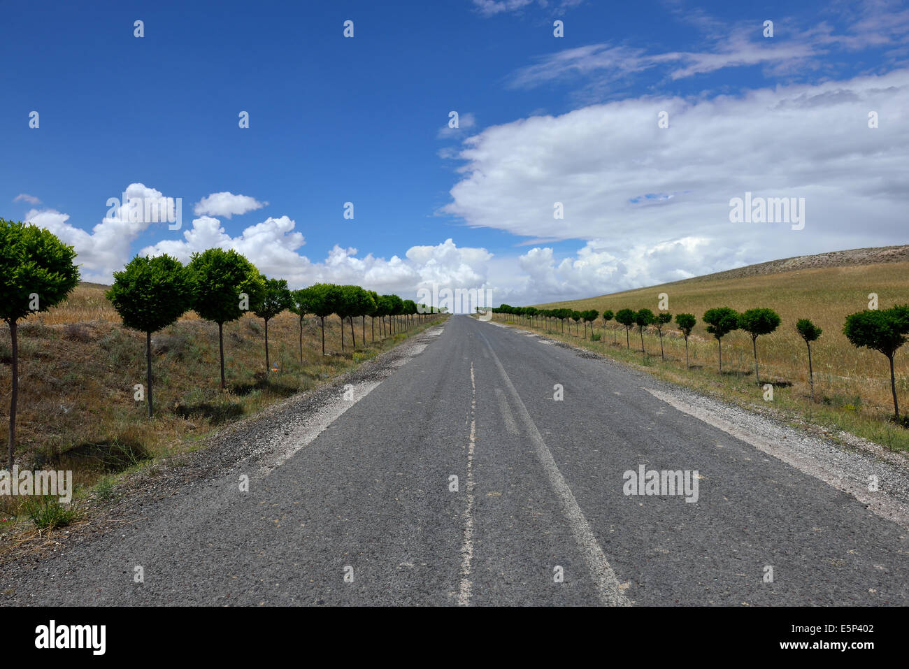 Jusqu'au bord d'un beau paysage arbres plantés Banque D'Images