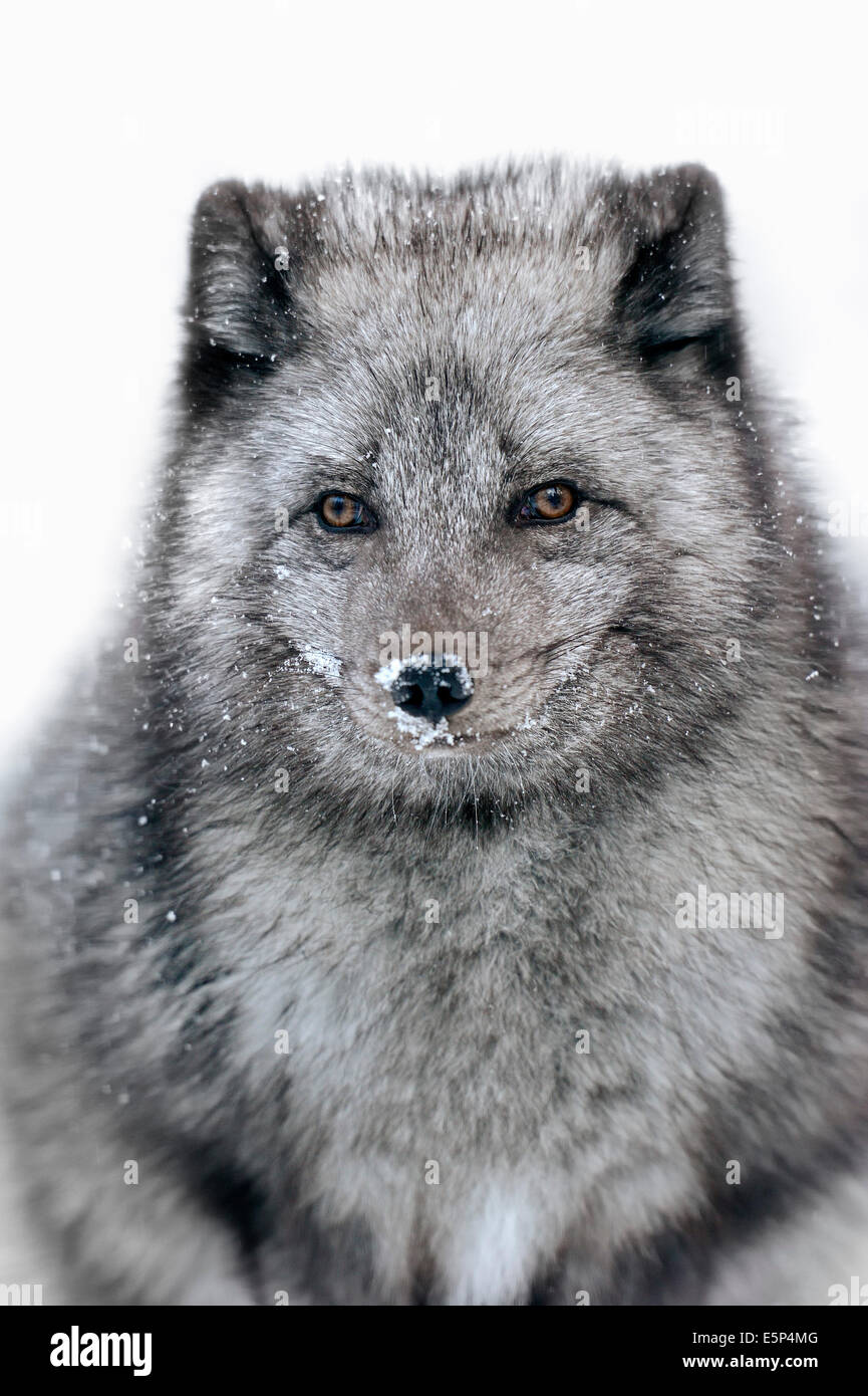 Le renard arctique, White Fox, renard polaire ou neige Fox (Vulpes lagopus, Alopex lagopus) en hiver Banque D'Images