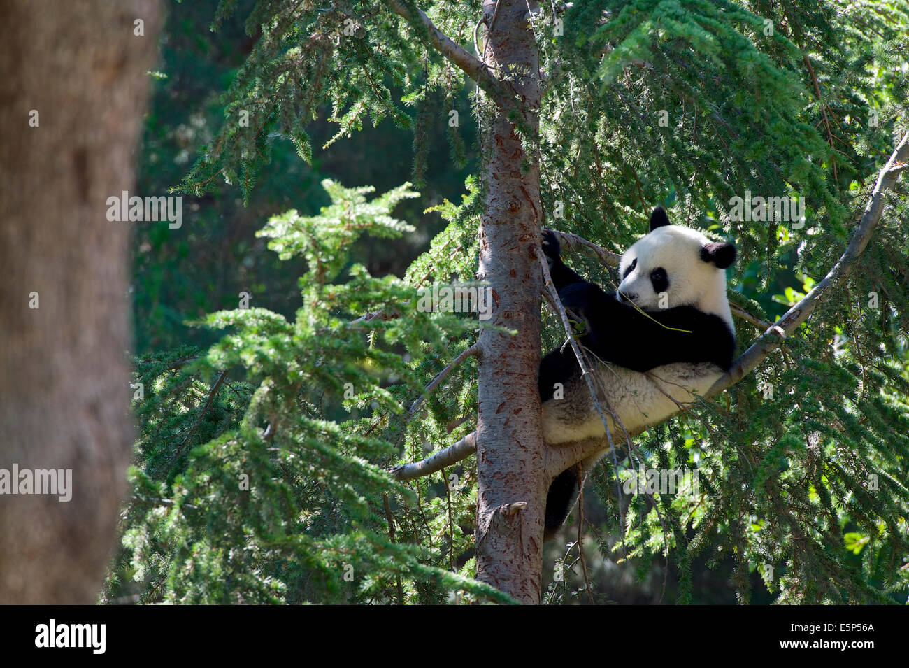 A 1 ans, Grand Panda cub, appelée Xing Bao, grimpe à plus de 10 mètres de haut dans un arbre, puis se bloque facilement à l'envers. Banque D'Images