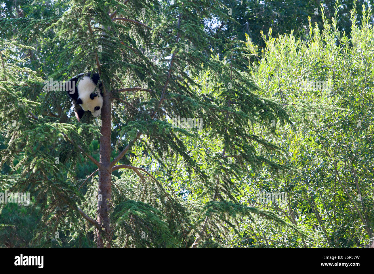 A 1 ans, Grand Panda cub, appelée Xing Bao, grimpe à plus de 10 mètres de haut dans un arbre, puis se bloque facilement à l'envers. Banque D'Images