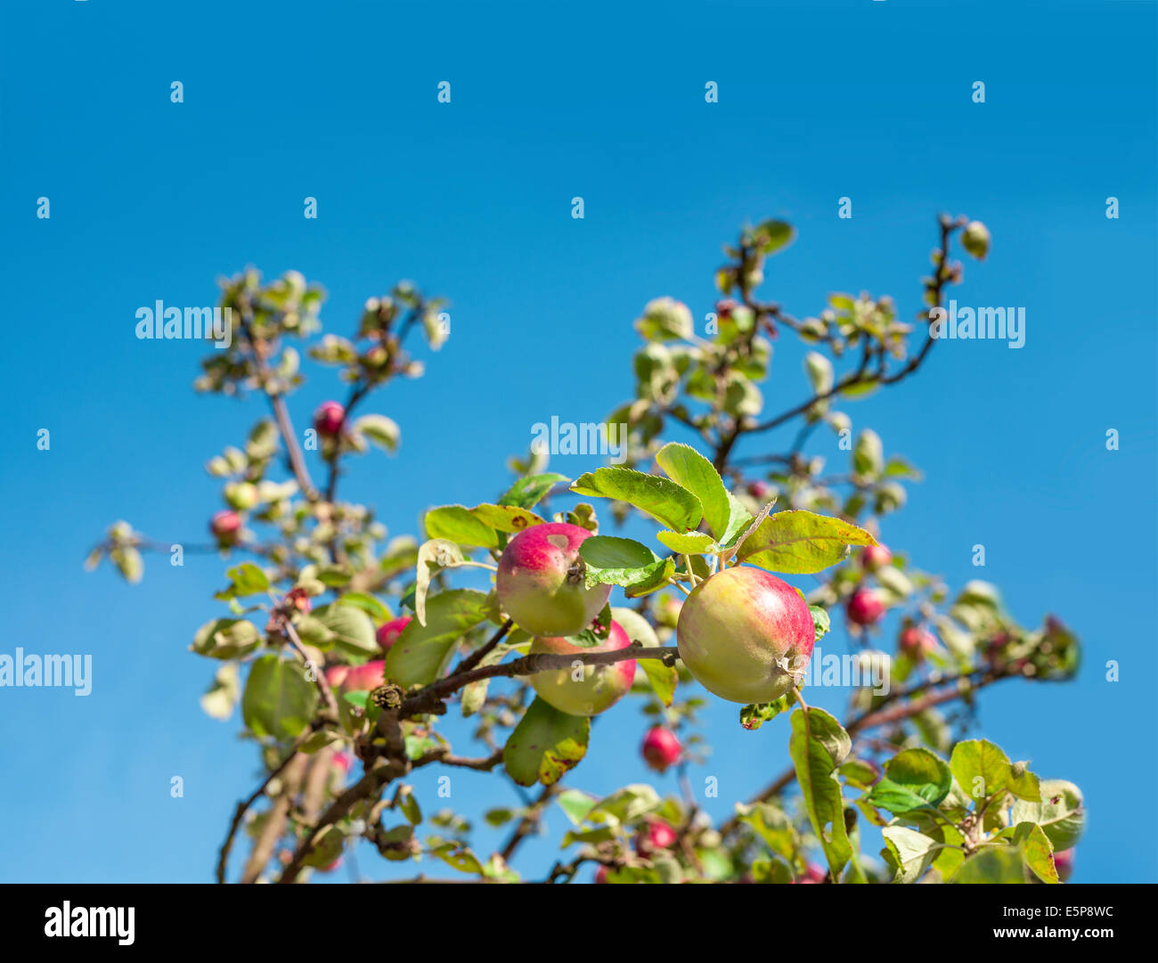 Des pommes mûres sur l'arbre, l'arrière-plan avec l'espace vide pour le texte. Banque D'Images