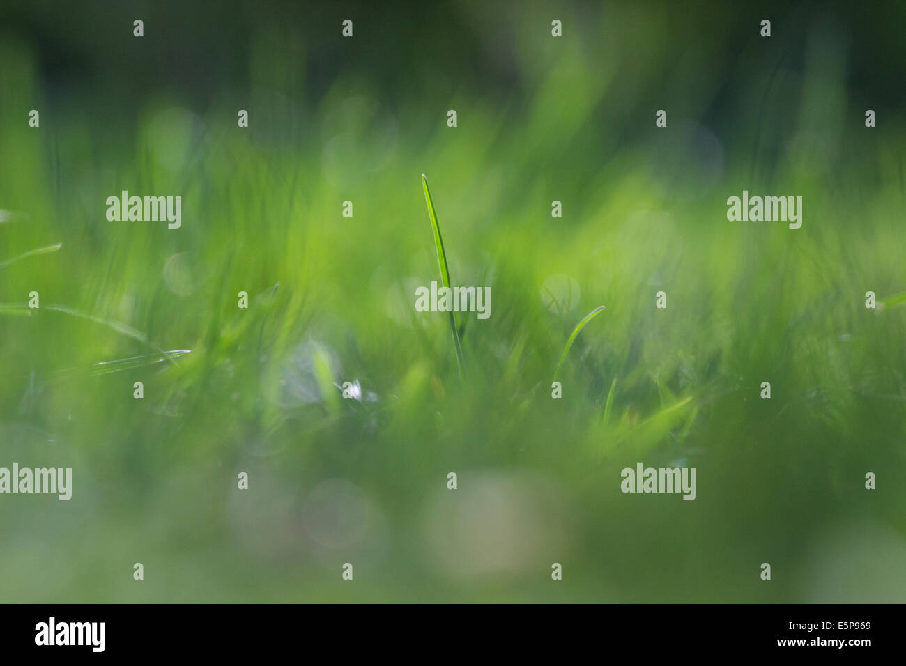 Brin d'herbe Banque de photographies et d’images à haute résolution - Alamy
