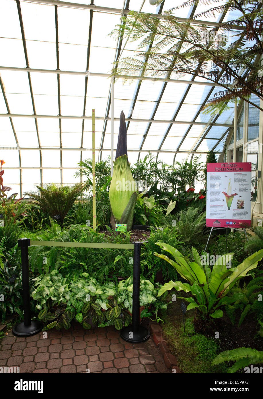 Bourgeon non ouvert de la Fleur Cadavre ou titan arum (Amorphophallus titanum), au Jardin botanique de Buffalo, avant la floraison. Banque D'Images