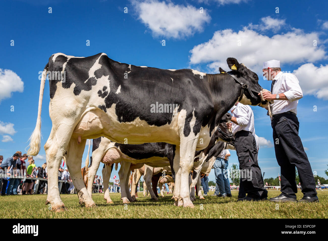 Montrant les bovins laitiers, de l'Agriculture, de l'Agriculture et de Funen, Odense, Danemark Banque D'Images