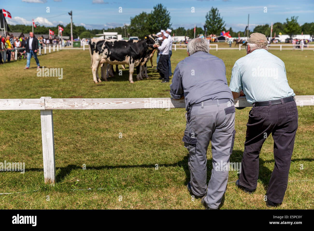Les hommes plus âgés à la recherche sur les bovins laitiers, de l'Agriculture, de l'Agriculture et de Funen, Odense, Danemark Banque D'Images