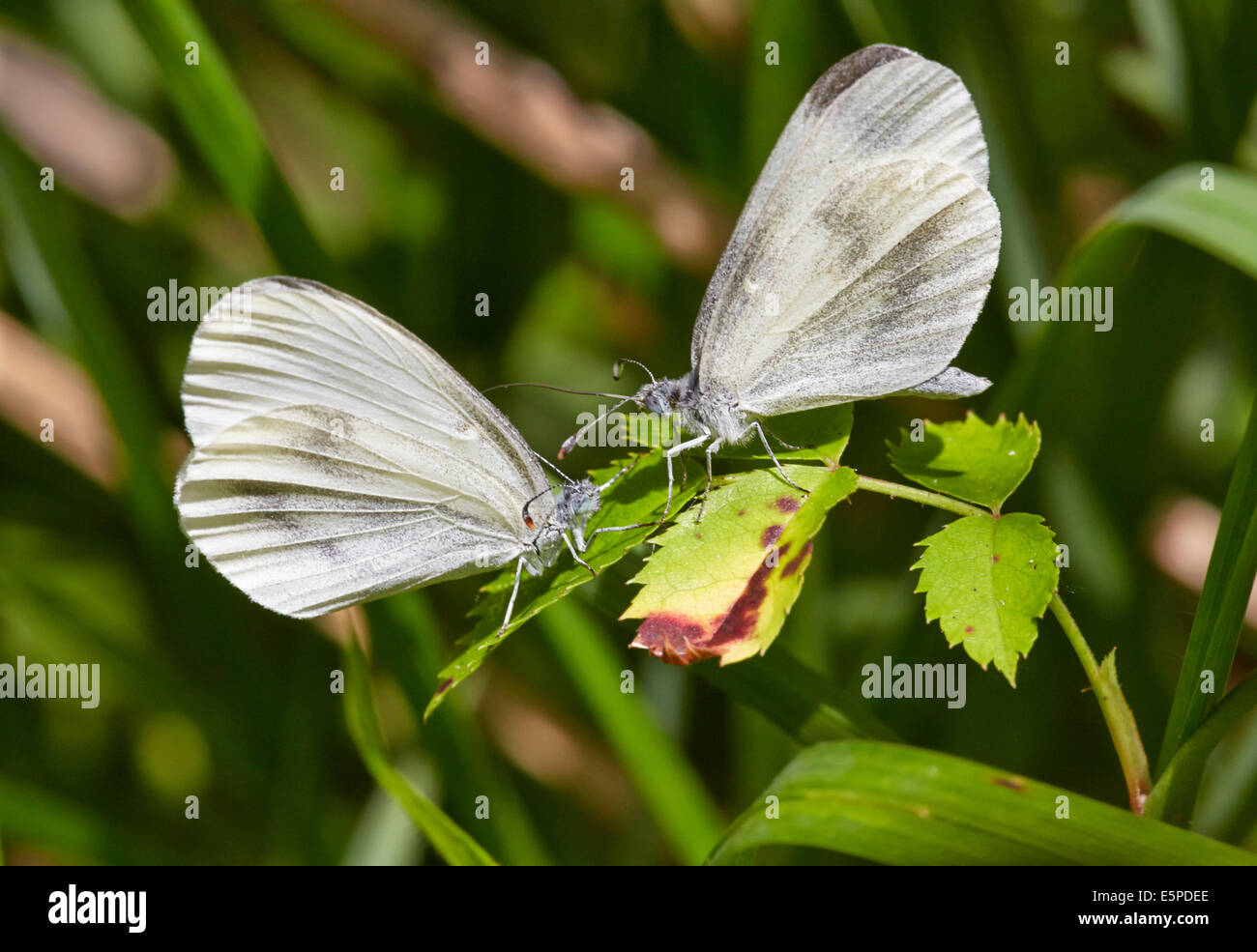 Bois de parade de papillons blancs. Bois de chêne, Chiddingfold, Surrey, Angleterre. Banque D'Images