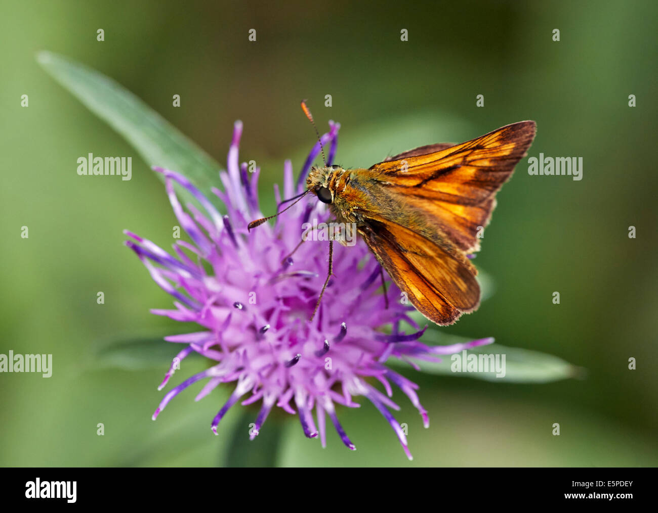 Grand Skipper butterfly se nourrissant de centaurée maculée. Bois de chêne, Chiddingfold, Surrey, Angleterre. Banque D'Images