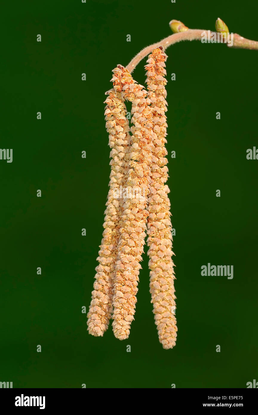 Le noisetier commun (Corylus avellana), les fleurs mâles ou chatons, Rhénanie du Nord-Westphalie, Allemagne Banque D'Images