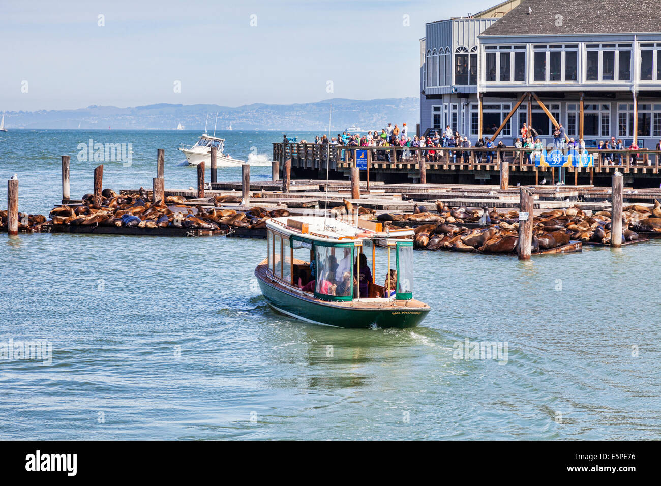 Des foules de touristes se rassemblent pour voir le célèbre lion de mer au Pier 39, à San Francisco. Banque D'Images