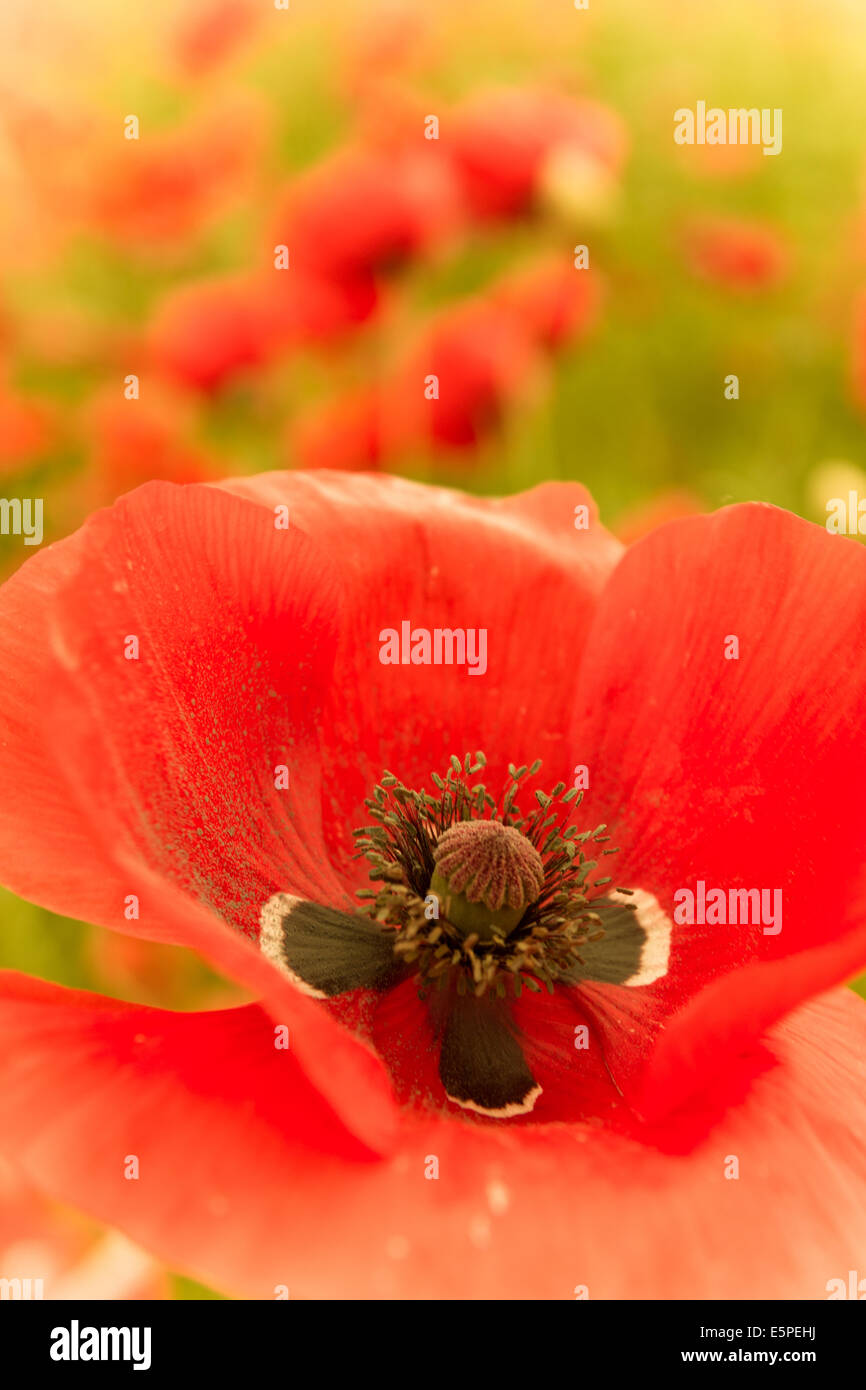 Fleur rouge dans l'affichage macro avec un pilon et le pollen de l'avant du champ de coquelicots Banque D'Images