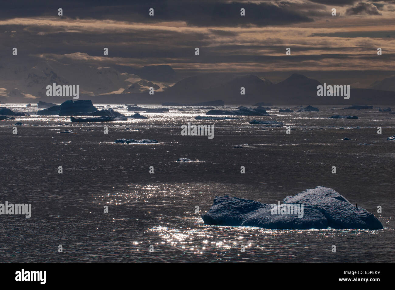 Moody lumière sur les icebergs et les glaciers, la Cierva Cove, péninsule antarctique, Chavdar Banque D'Images