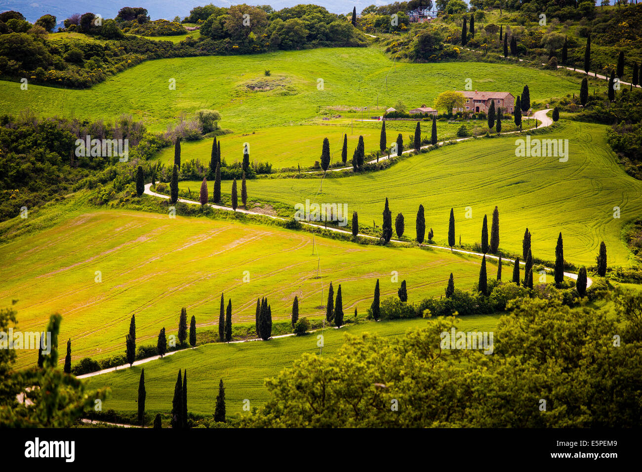 Route de serpent avec des cyprès en Toscane Banque D'Images