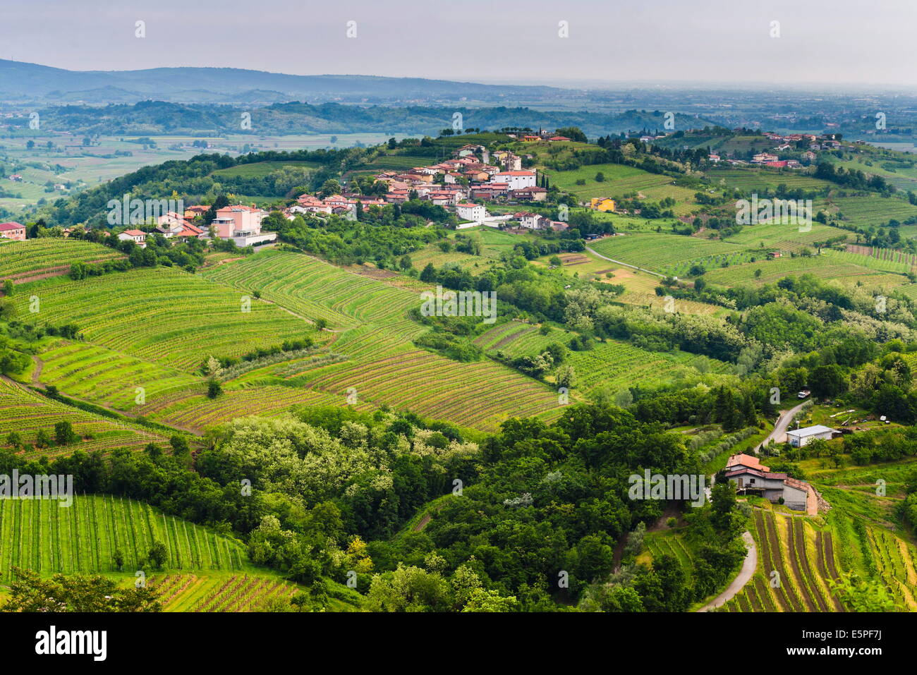 Vignoble campagne entourant Kozana, Goriska Brda (Gorizia Hills), Slovénie, Europe Banque D'Images