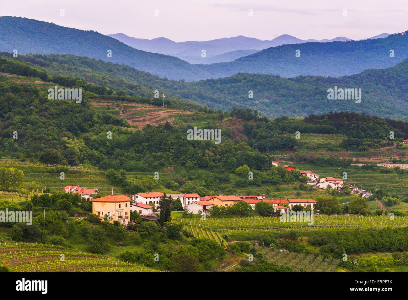 Région viticole de campagne, la Slovénie Goriska Brda (Gorizia Hills), Slovénie, Europe Banque D'Images