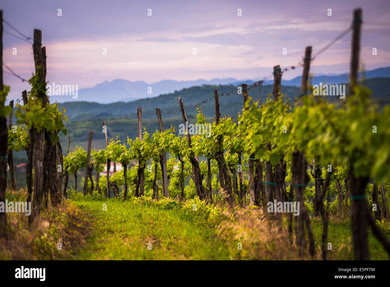 Vignobles et montagnes près de Smartno dans la région viticole de Goriska Brda Slovénie, Europe Banque D'Images