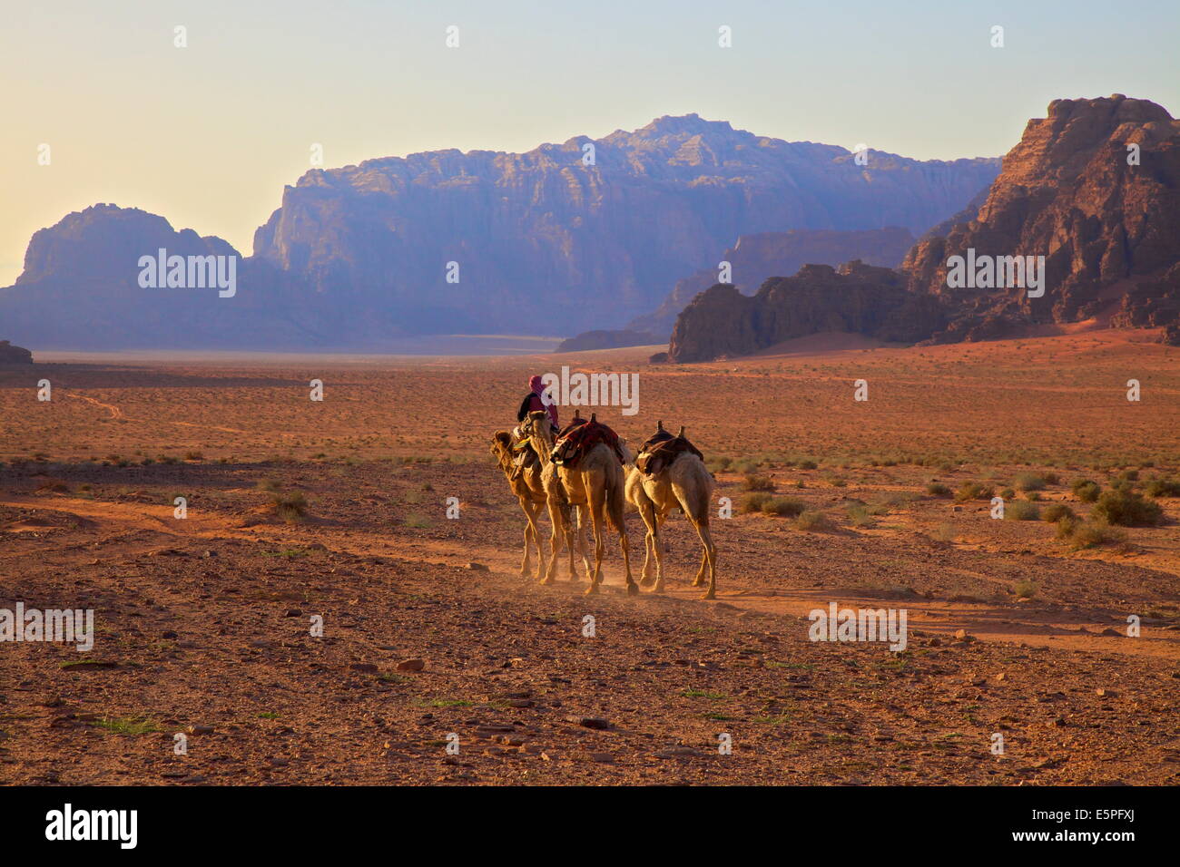 Avec des chameaux bédouin, Wadi Rum, Jordanie, Moyen-Orient Banque D'Images