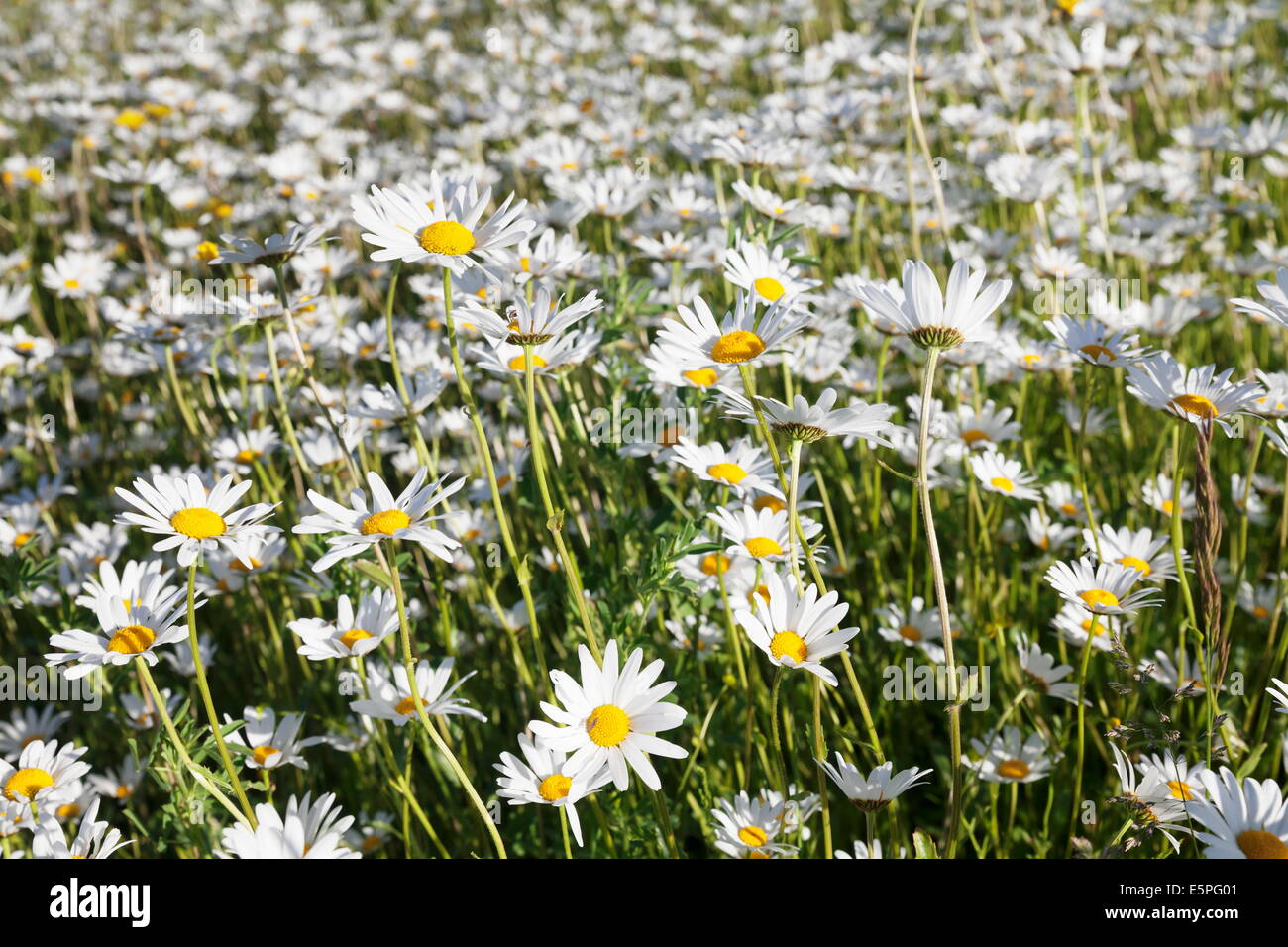 Flower meadow avec marguerites (Leucanthemum vulgare), Baden Wurtemberg, Allemagne, Europe Banque D'Images