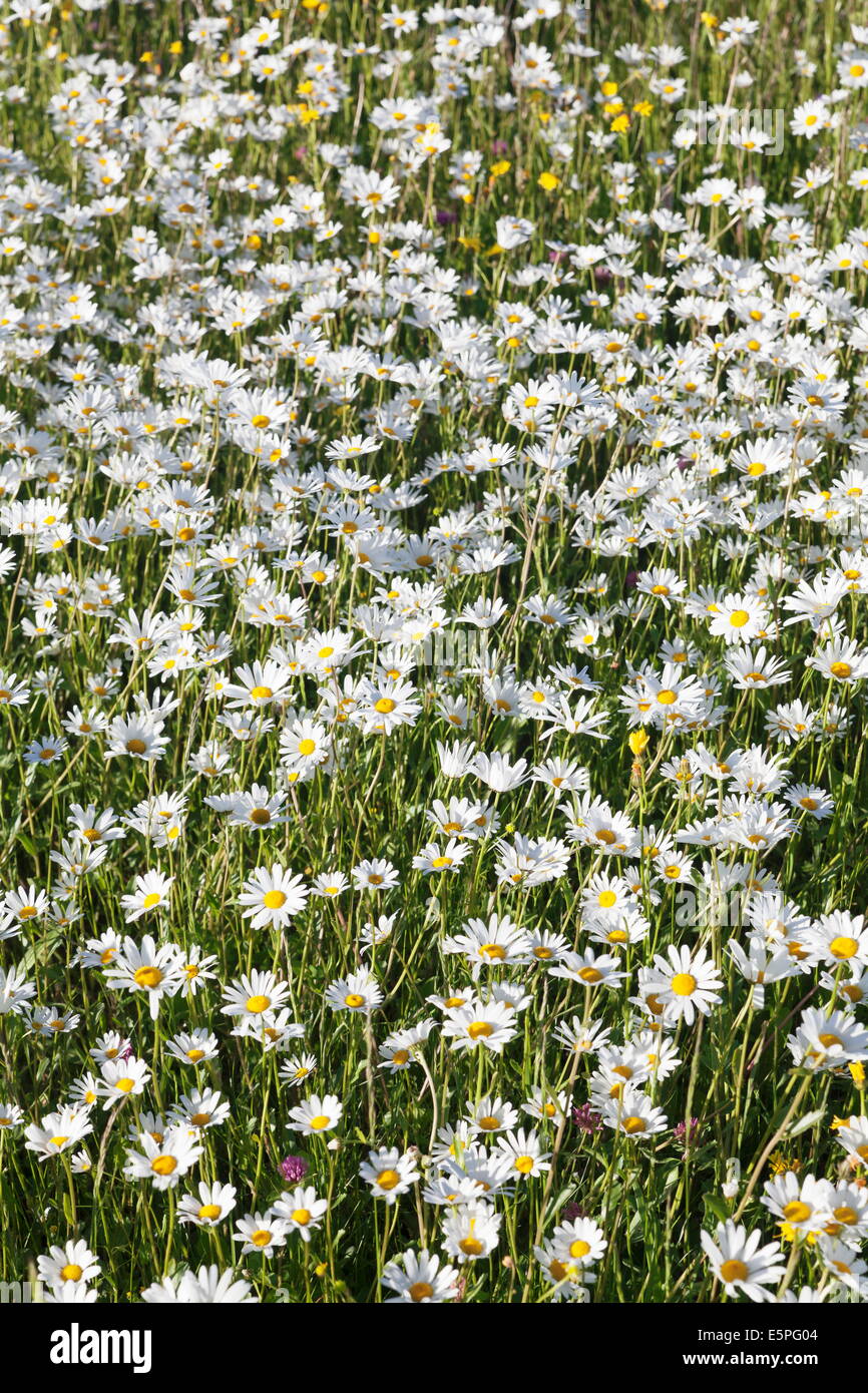 Flower meadow avec marguerites (Leucanthemum vulgare), Baden Wurtemberg, Allemagne, Europe Banque D'Images