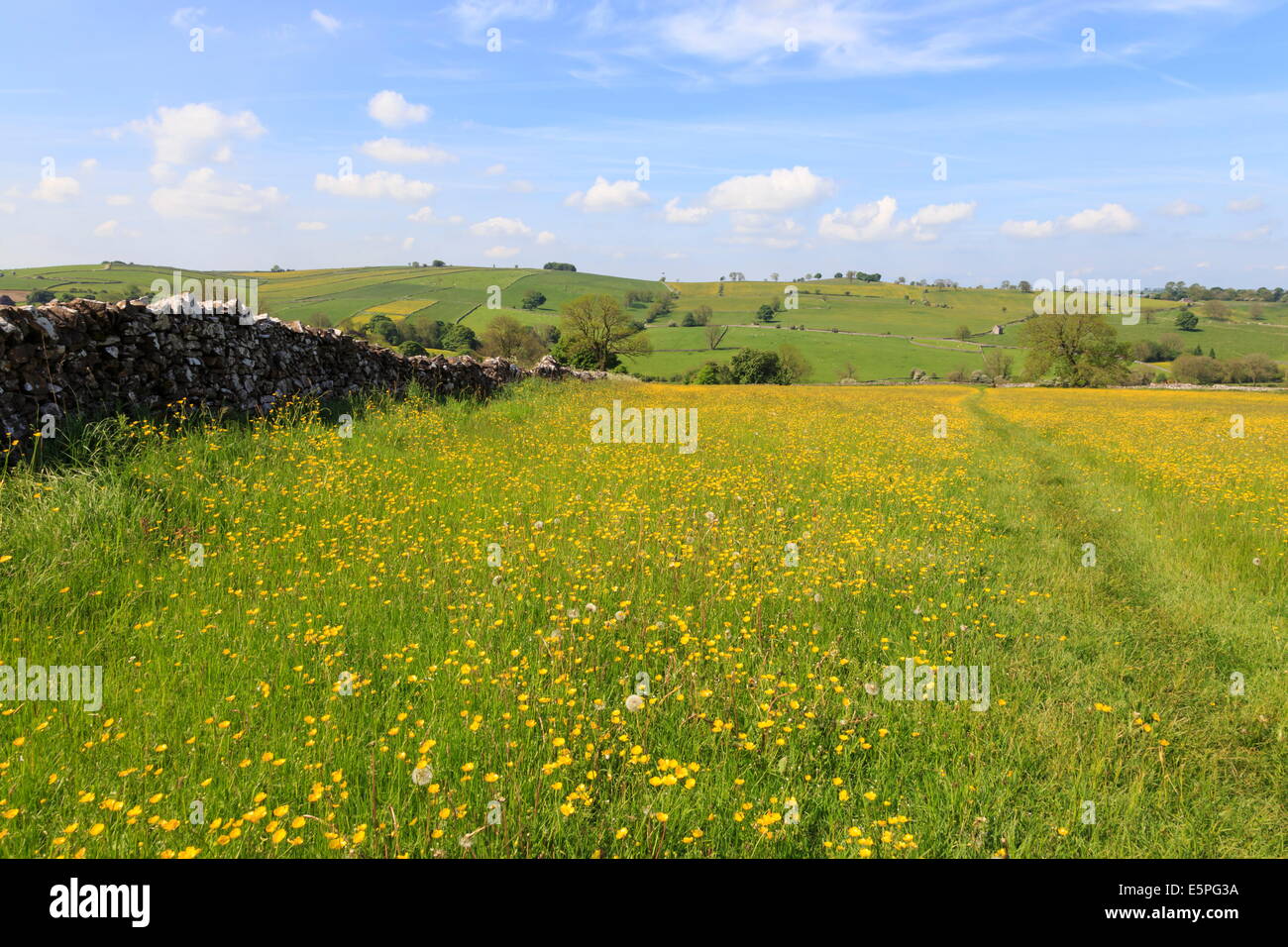 Chemin à travers les renoncules et les collines vertes, parc national de Peak District, Staffordshire, Angleterre, Royaume-Uni Banque D'Images