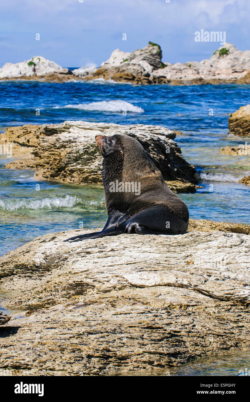 Fourrure (Callorhinus ursinus), Péninsule de Kaikoura, île du Sud, Nouvelle-Zélande, Pacifique Banque D'Images