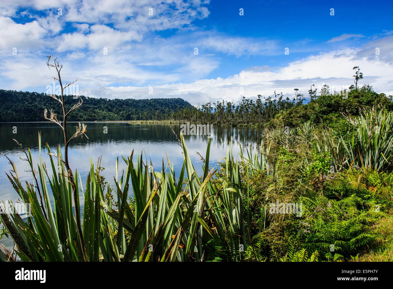 Okarito lagoon, de grandes zones humides non modifié le long de la route entre Fox Glacier et Greymouth, île du Sud, Nouvelle-Zélande, Pacifique Banque D'Images