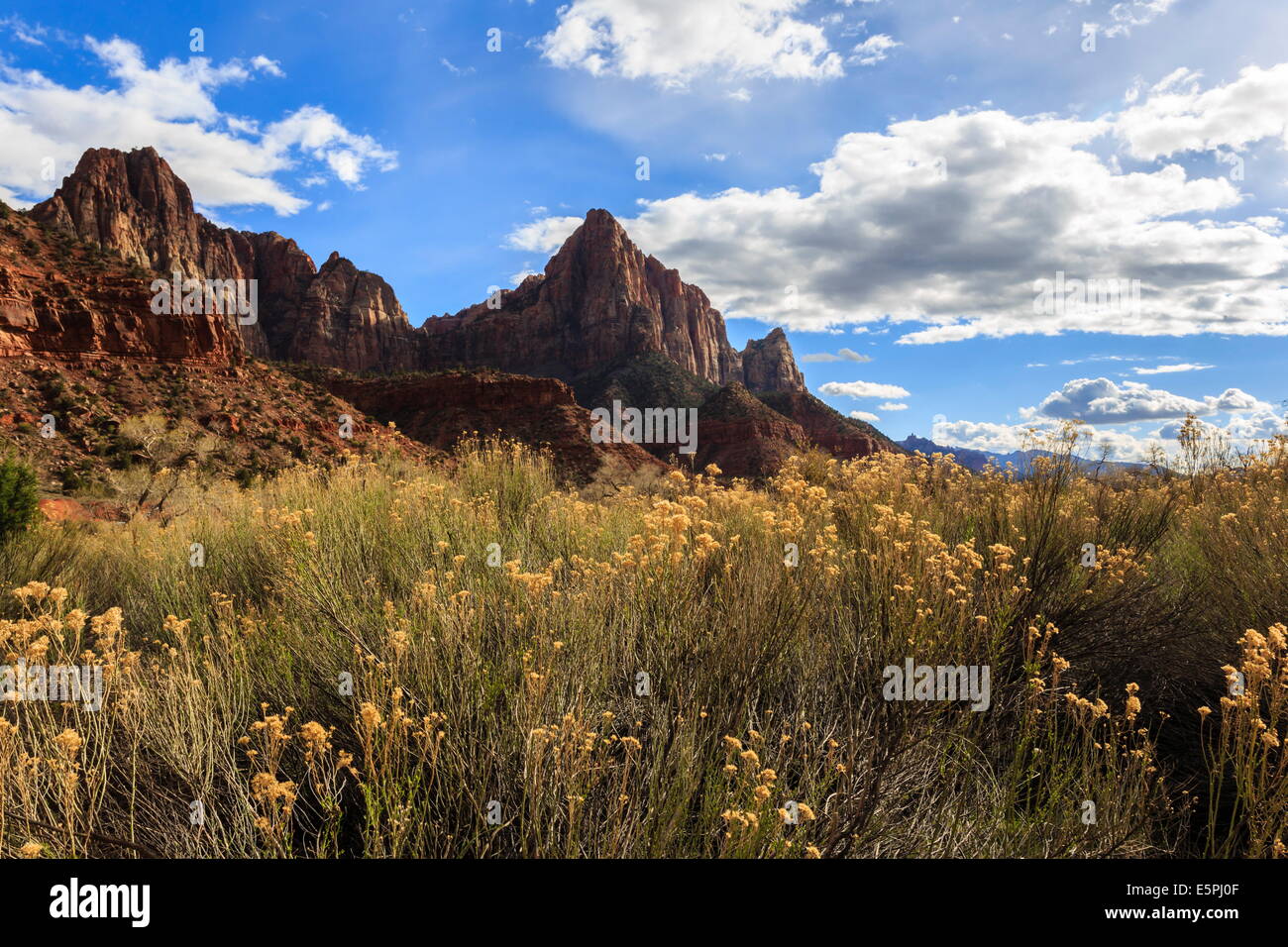 La brosse du désert et la Sentinelle en hiver, Zion Canyon, Zion National Park, Utah, États-Unis d'Amérique, Amérique du Nord Banque D'Images