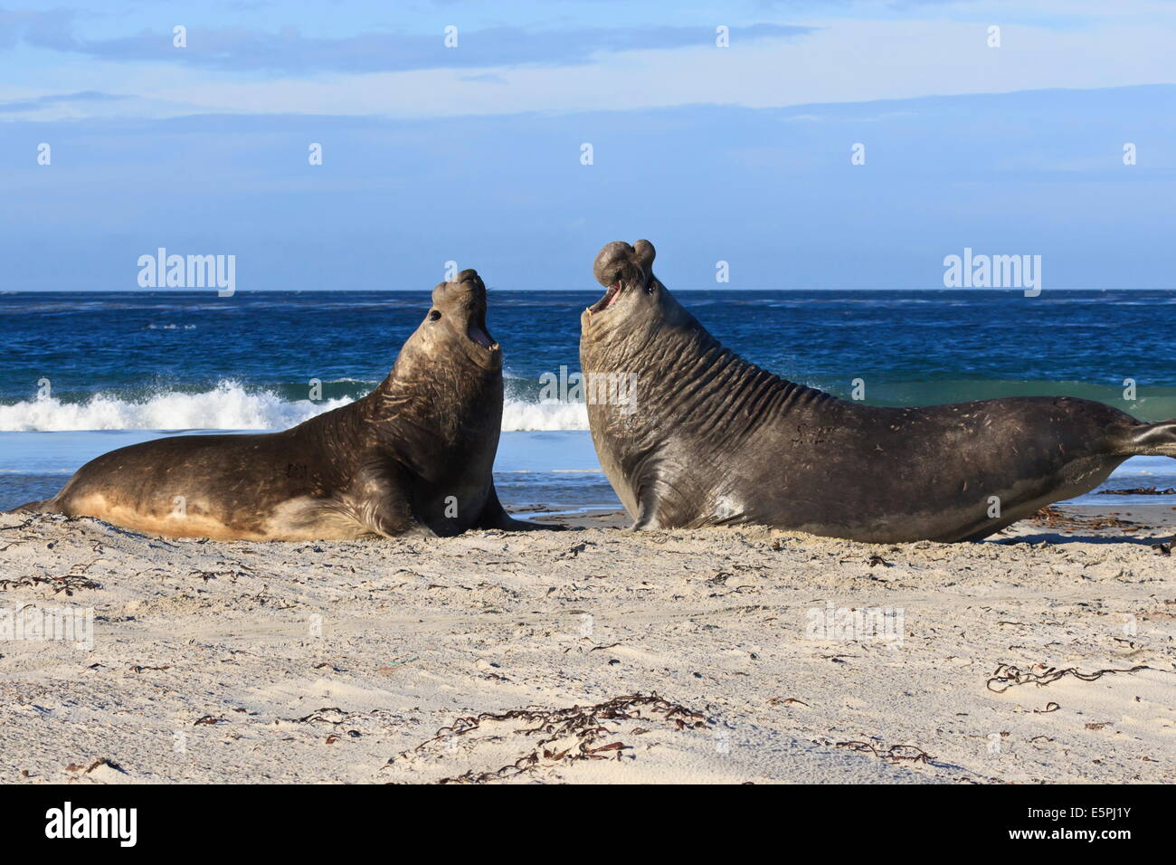 Deux éléphants de mer du sud (Mirounga leonina) Taureaux arrière jusqu'établir la domination, l'île de Sea Lion, Îles Falkland Banque D'Images