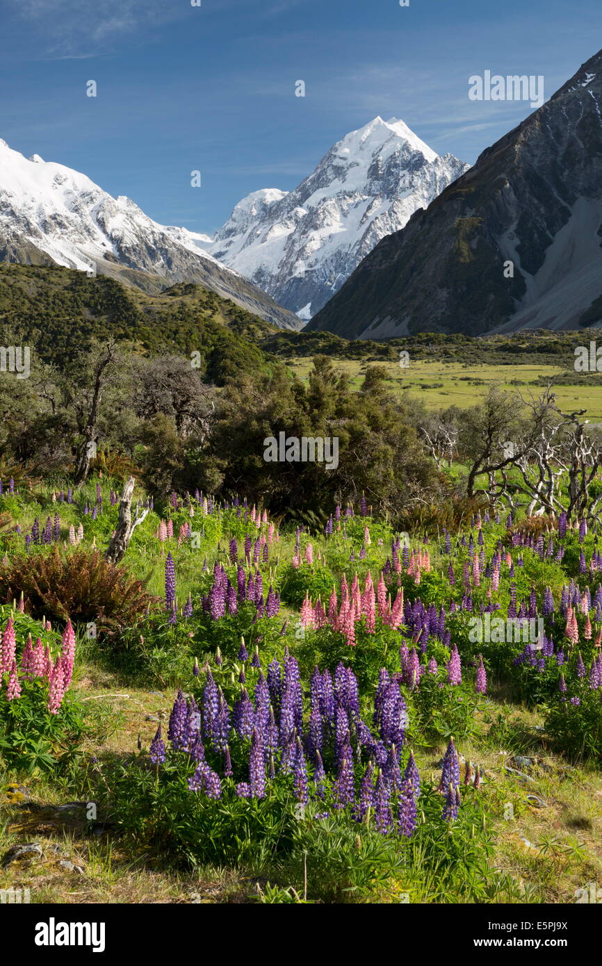Lupins et Mount Cook, Mount Cook Village, Mount Cook National Park, site de l'UNESCO, la région de Canterbury, île du Sud, Nouvelle-Zélande Banque D'Images