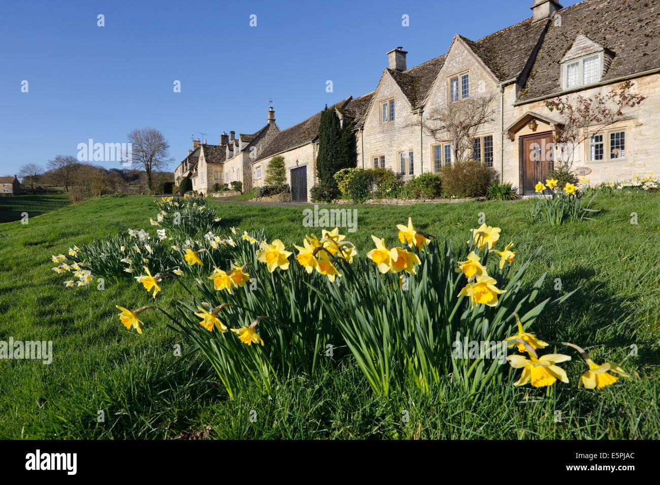 Cotswold cottages avec jonquilles printemps, peu de Barrington, Cotswolds, Gloucestershire, Angleterre, Royaume-Uni, Europe Banque D'Images