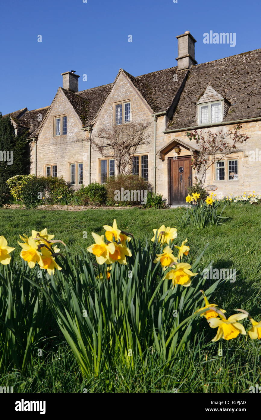 Cotswold cottages avec jonquilles printemps, peu de Barrington, Cotswolds, Gloucestershire, Angleterre, Royaume-Uni, Europe Banque D'Images