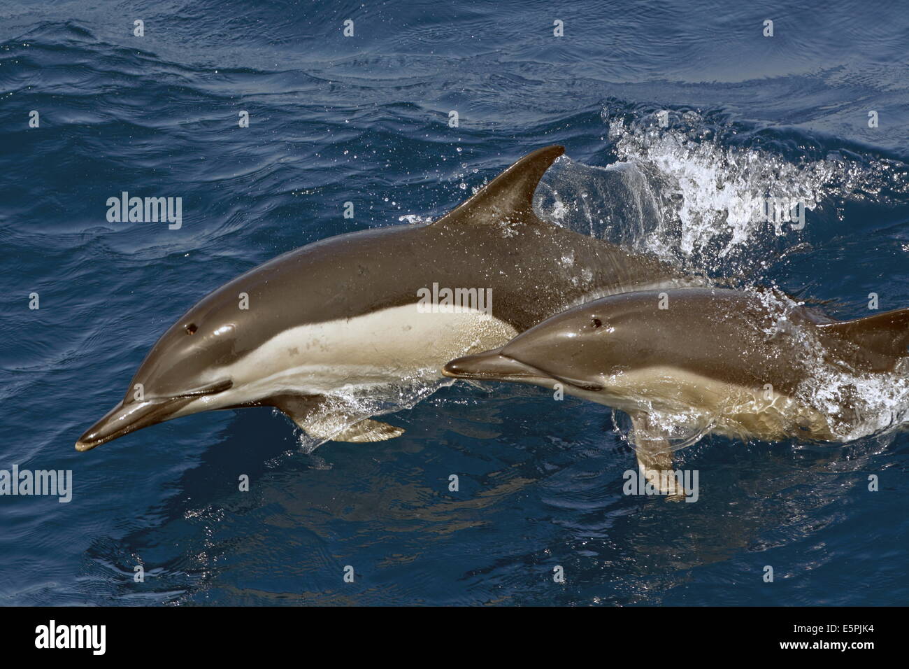Deux dauphins communs à bec court (Delphinus delphis) surfacing, nord-est de l'Atlantique, au large du Maroc, l'Afrique du Nord, Afrique Banque D'Images