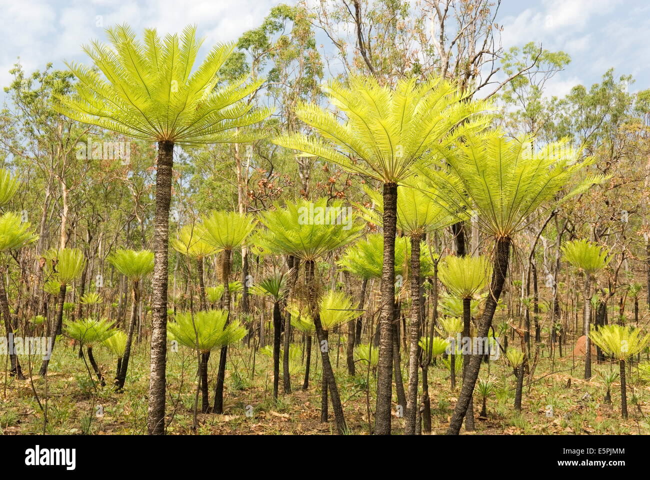 Dicksonia fougères arborescentes dans le Litchfield National Park, Territoire du Nord, Australie, Pacifique Banque D'Images