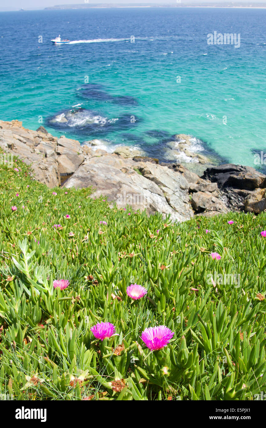 Seascape St Ives Cornwall nord sud-ouest de l'Angleterre Royaume-uni côtière rocheuse bordée de fleurs roses sauvages Banque D'Images