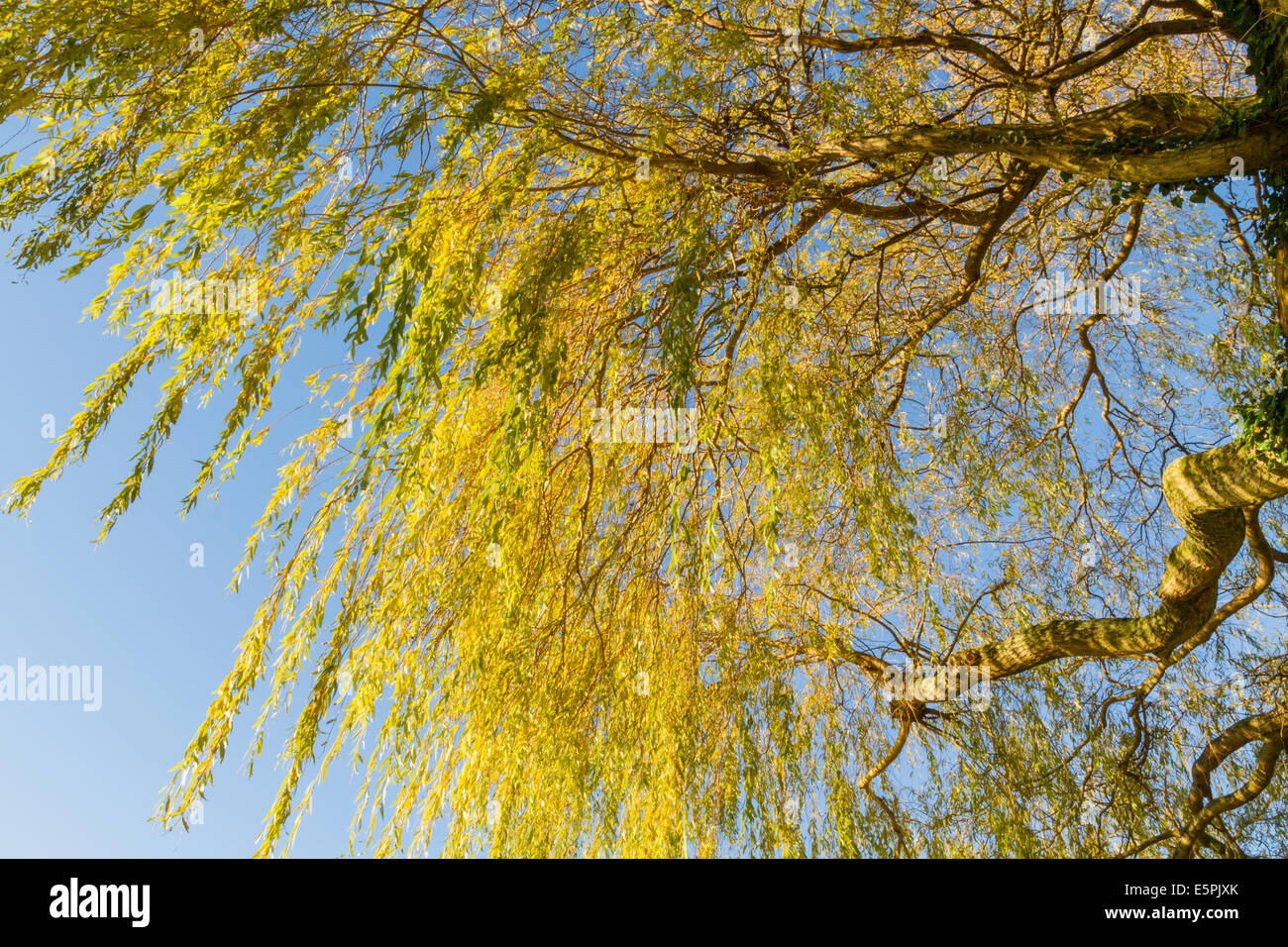 Jusqu'à la par le bas d'un saule pleureur jaune arbre en automne, England, UK Banque D'Images