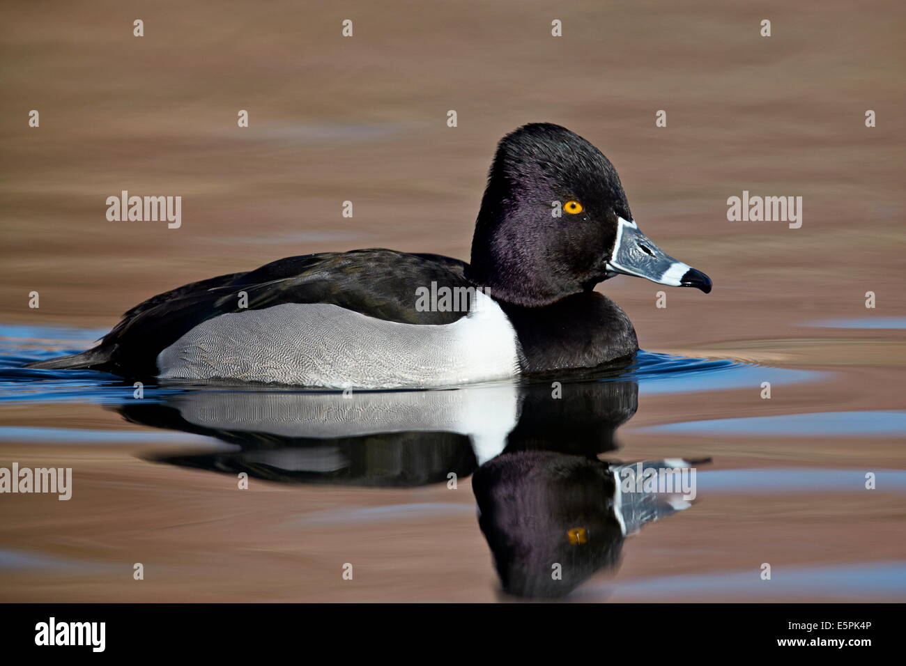 Le fuligule à collier (Aythya collaris) natation, comté de Clark, Nevada, États-Unis d'Amérique, Amérique du Nord Banque D'Images