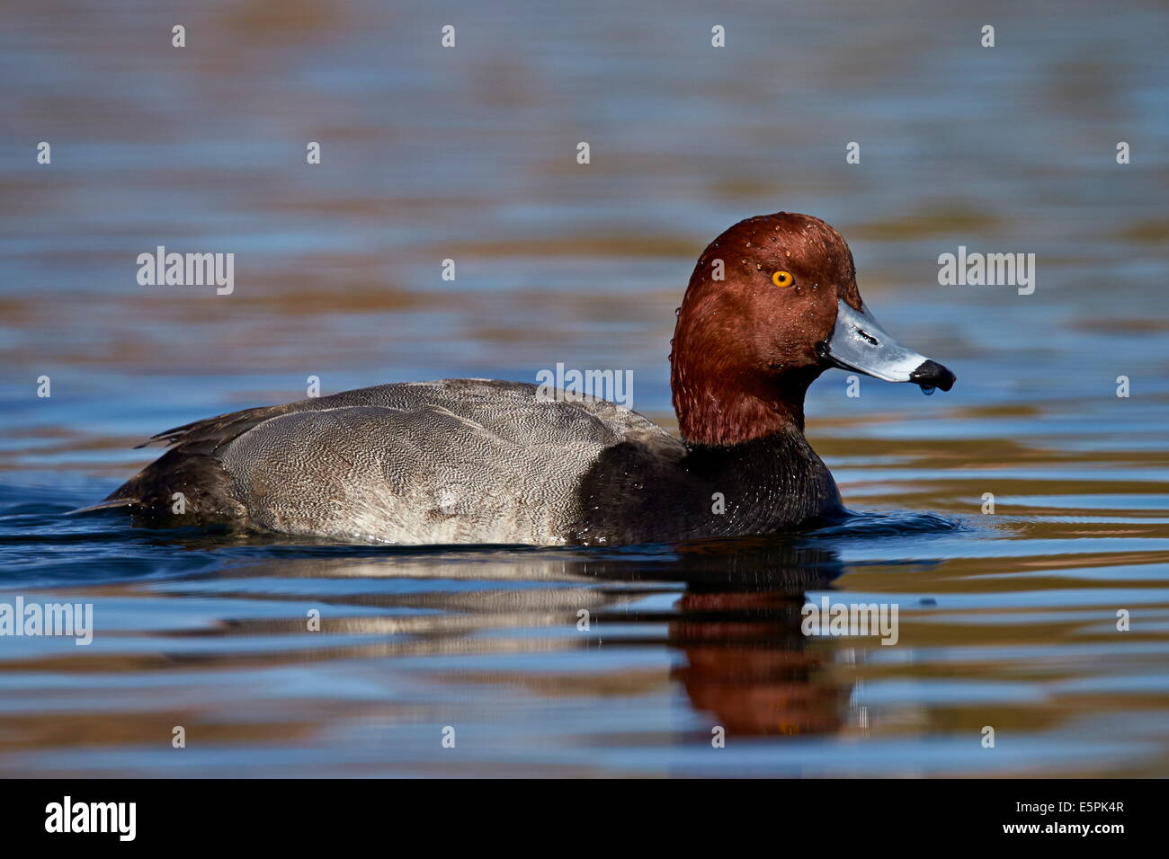 À tête rouge (Aythya americana) natation, comté de Clark, Nevada, États-Unis d'Amérique, Amérique du Nord Banque D'Images