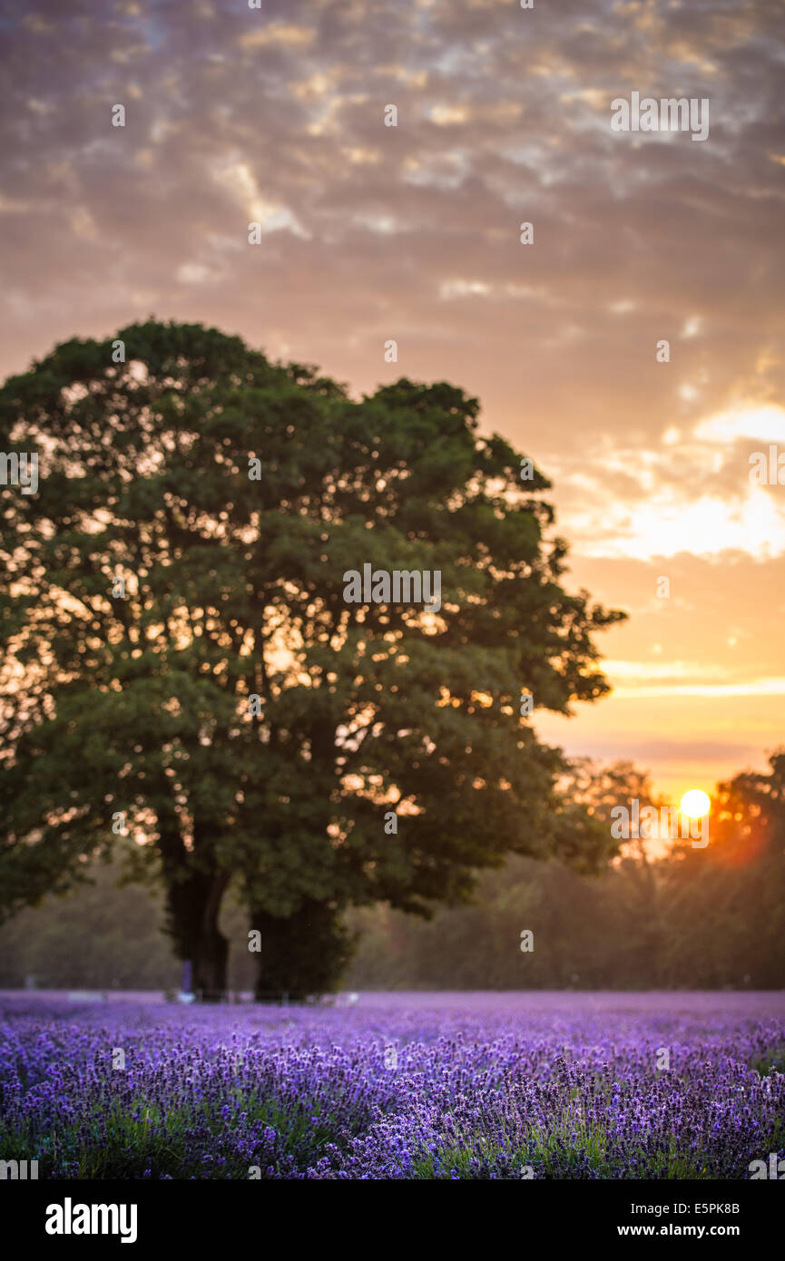 Mayfield Lavender Farm, Surrey Banque D'Images