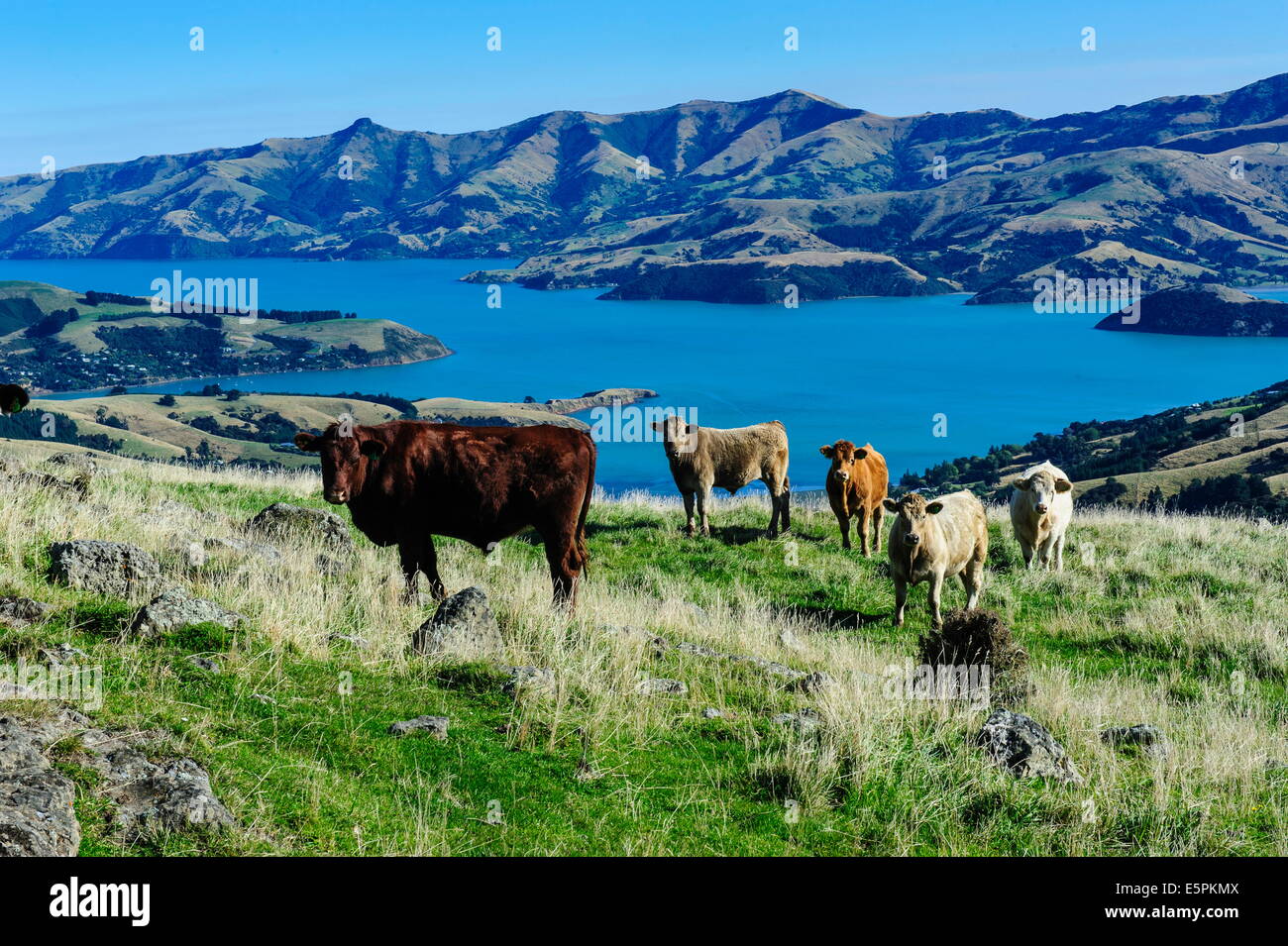Le pâturage des vaches au-dessus de l'Akaroa Harbour, la péninsule de Banks, Canterbury, île du Sud, Nouvelle-Zélande, Pacifique Banque D'Images