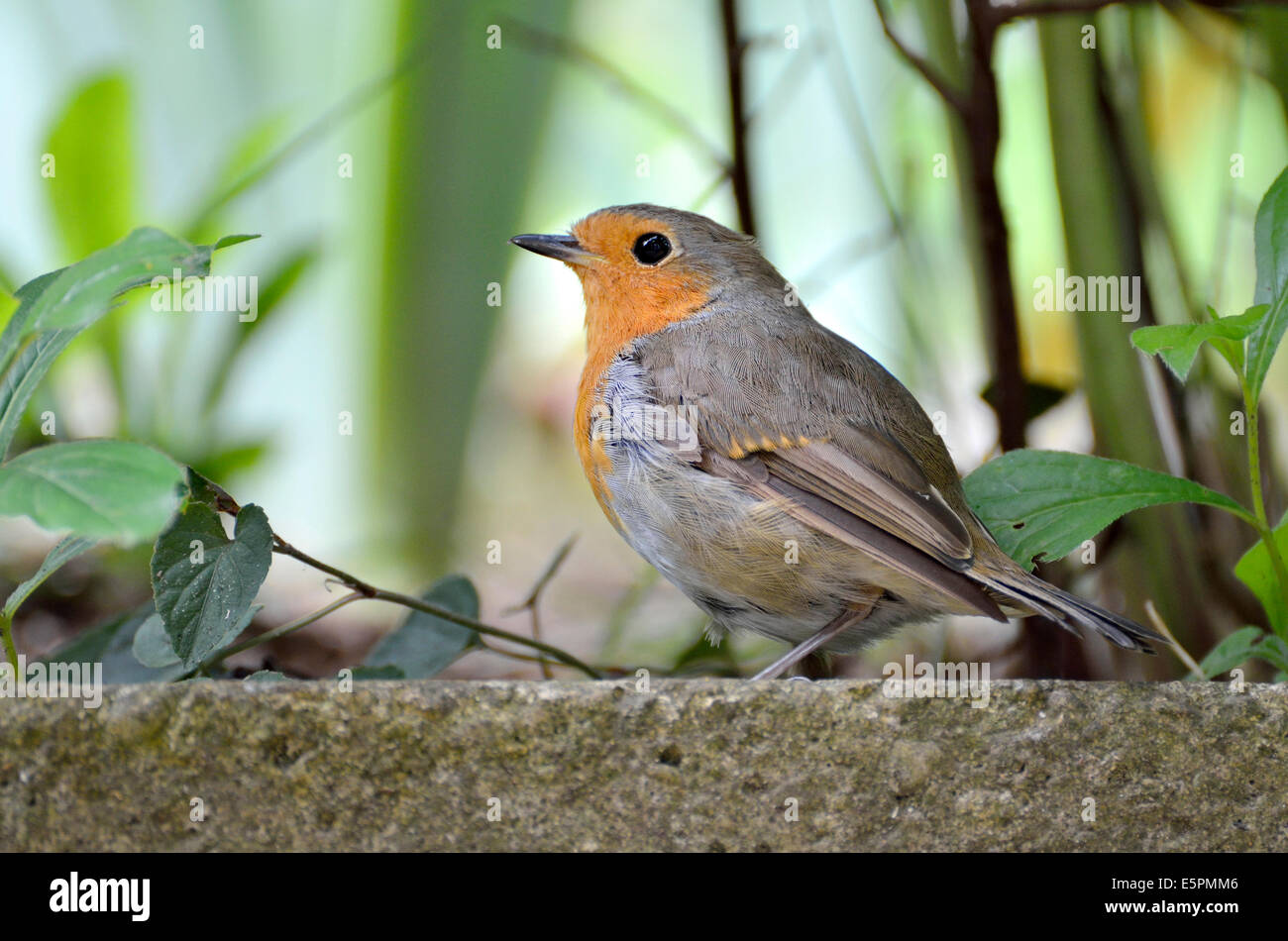 European Robin (Erithacus rubecula aux abords) Banque D'Images