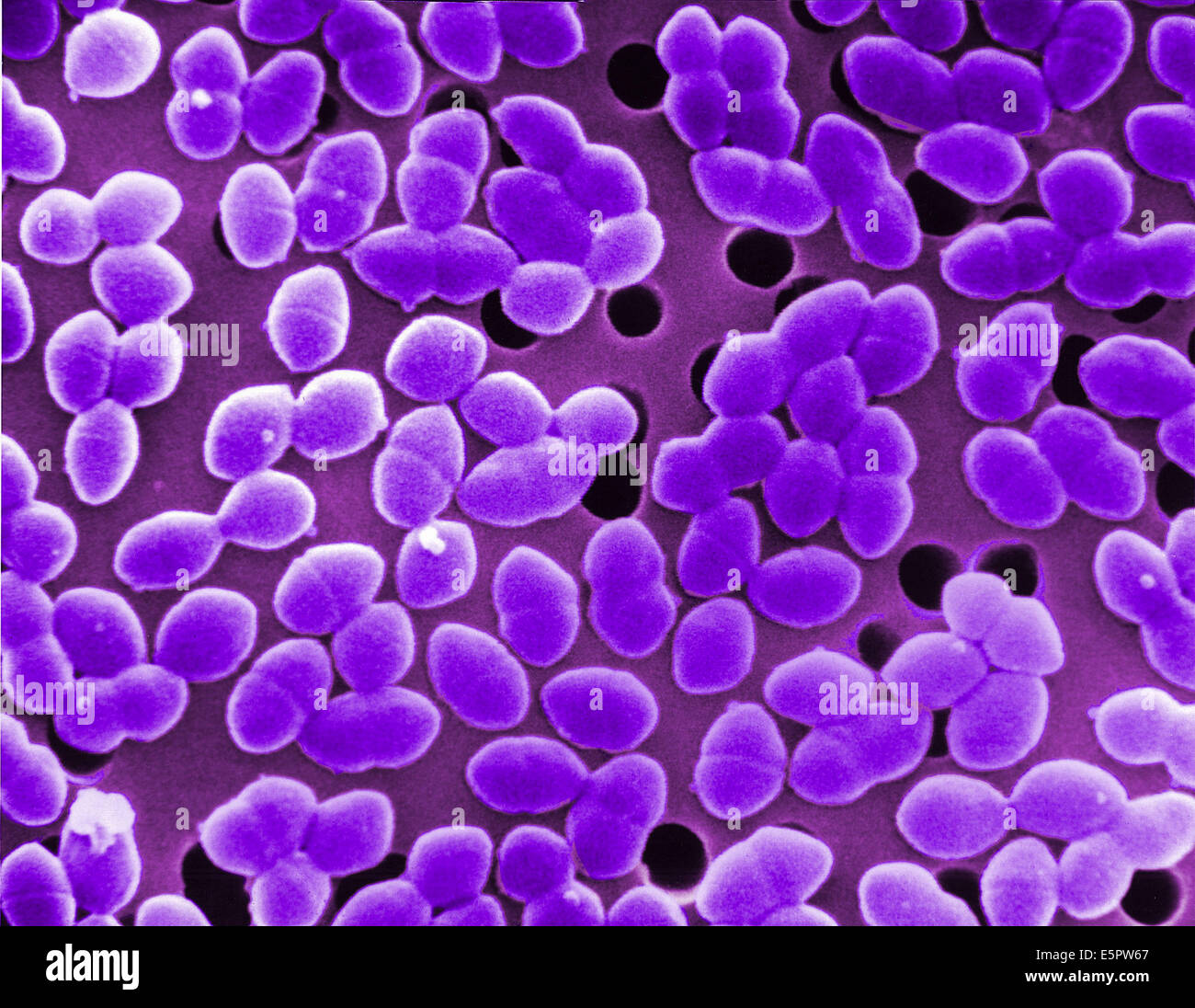 Enterococcus faecalis bacteria Banque de photographies et d’images à haute résolution Alamy