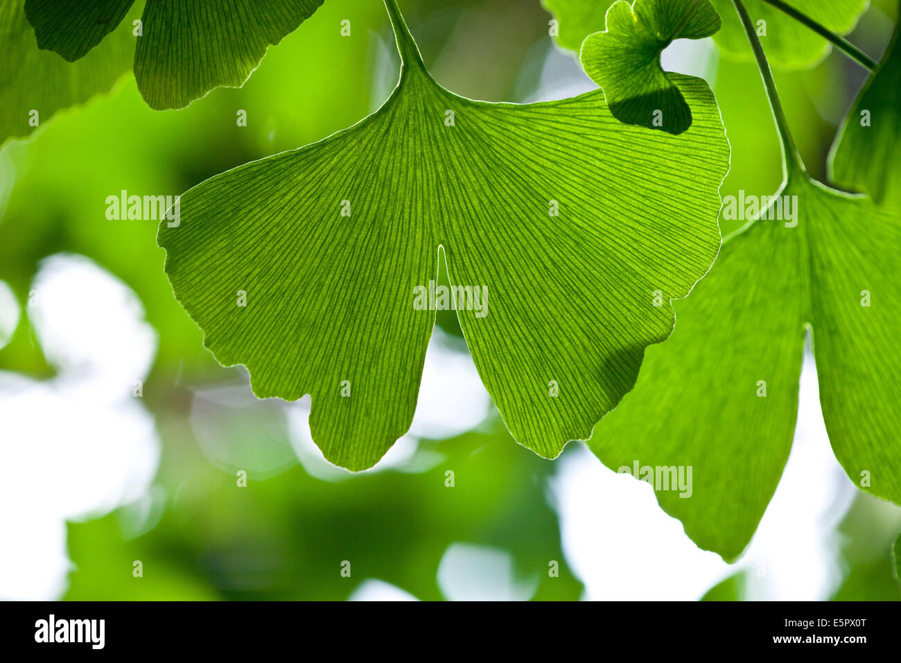 Les feuilles de ginkgo biloba. Banque D'Images