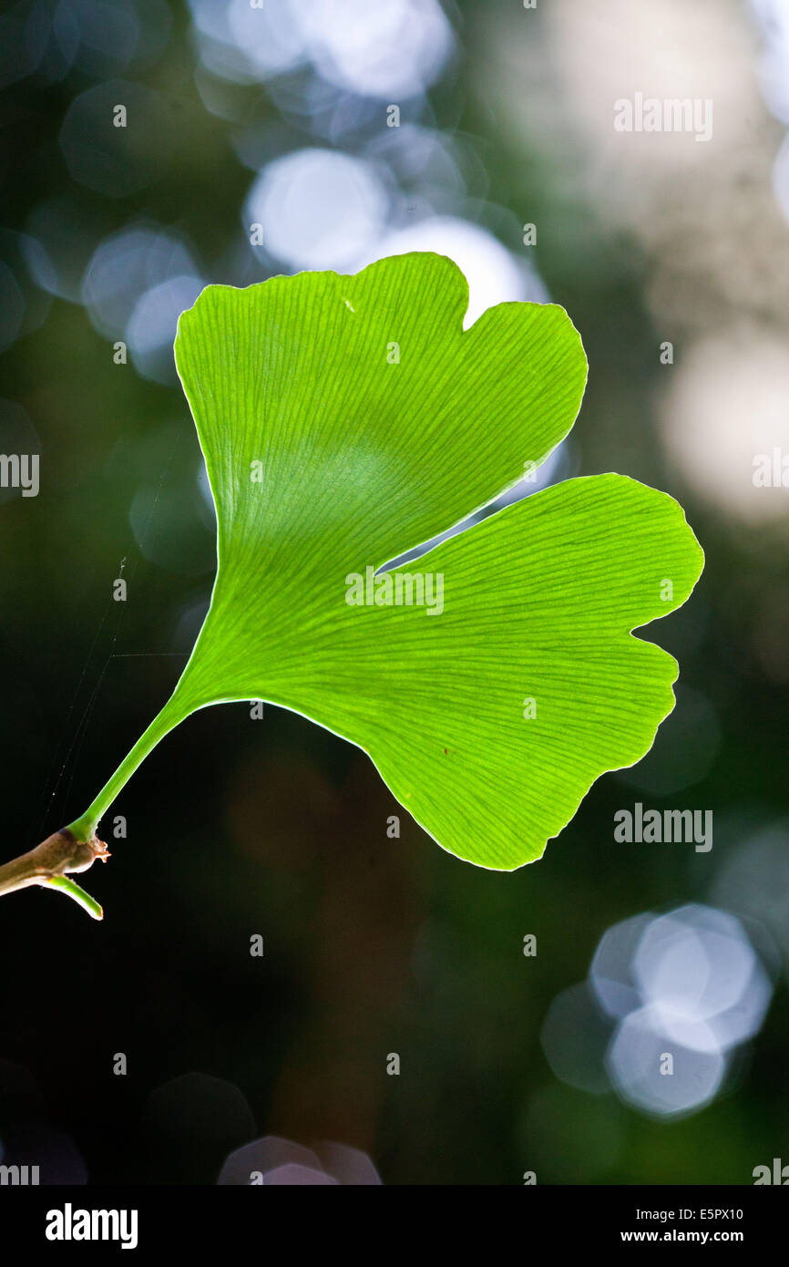 Ginkgo biloba Banque D'Images